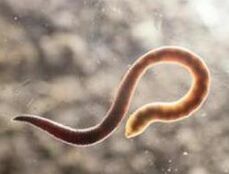 Helminths